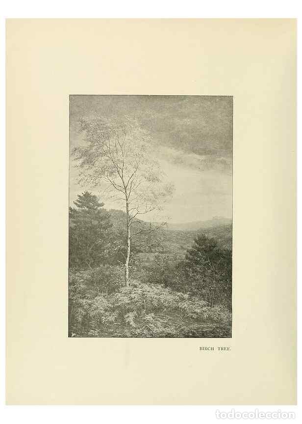 Colecionismo de Revistas e Jornais: Reproducci&oacute;n/Reproduction 49419833958: British trees /. London :Hutchinson,1907.. - Cole, Rex Vicat,