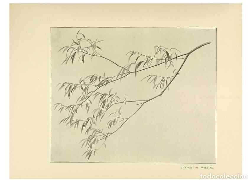 Colecionismo de Revistas e Jornais: Reproducci&oacute;n/Reproduction 49420307821: British trees /. London :Hutchinson,1907.. - Cole, Rex Vicat,