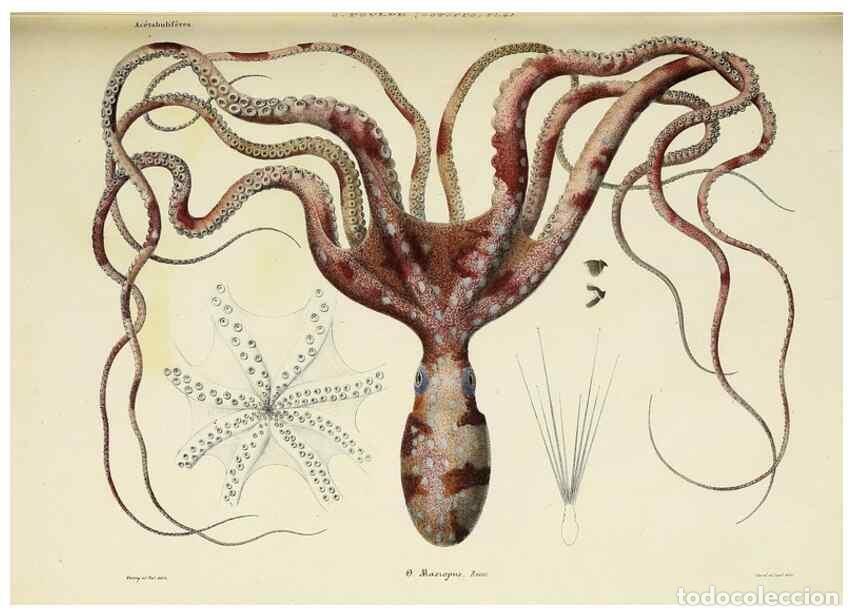 Coleccionismo de Revistas y Peri&oacute;dicos: Reproducci&oacute;n/Reproduction 49435132757: Histoire naturelle, g&eacute;n&eacute;rale et particuli&egrave;re des c&eacute;phalopodes