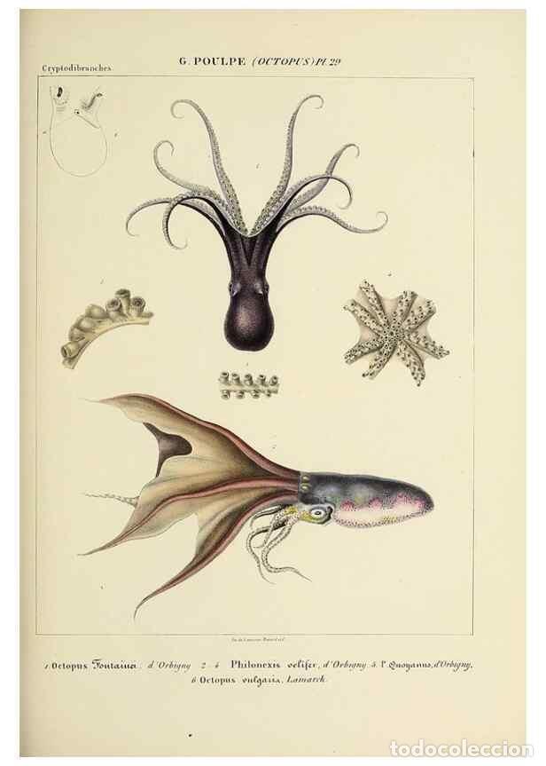 Coleccionismo de Revistas y Peri&oacute;dicos: Reproducci&oacute;n/Reproduction 49435134672: Histoire naturelle, g&eacute;n&eacute;rale et particuli&egrave;re des c&eacute;phalopodes