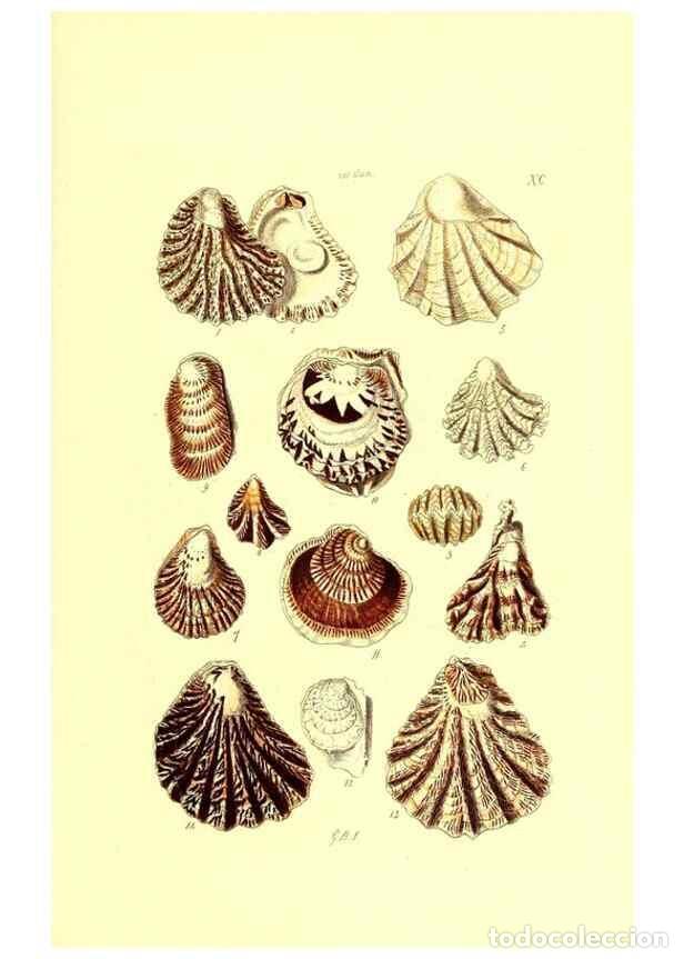 Coleccionismo de Revistas y Peri&oacute;dicos: Reproducci&oacute;n/Reproduction 49492063357: Thesaurus conchyliorum, or, Monographs of genera of shells. L