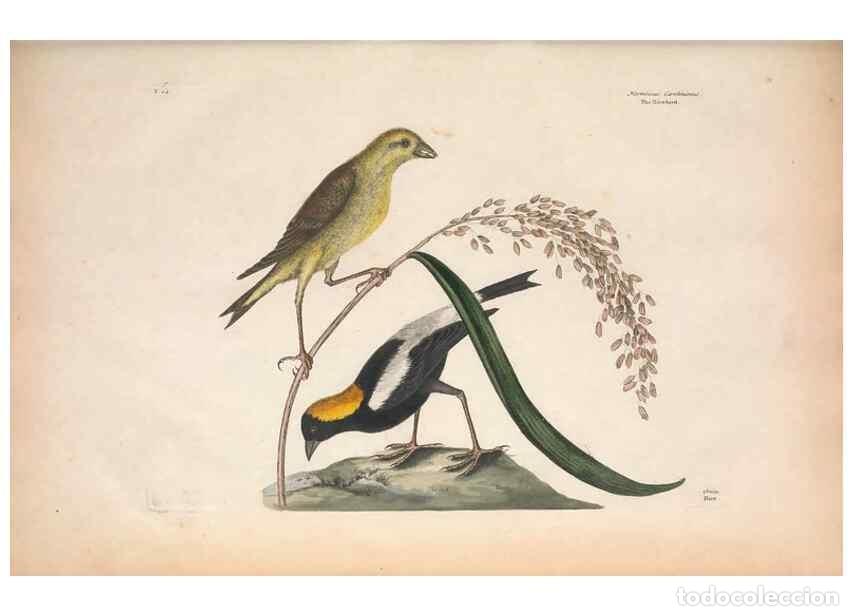 Coleccionismo de Revistas y Peri&oacute;dicos: Reproducci&oacute;n/Reproduction 49456856086: The natural history of Carolina, Florida, and the Bahama Isla