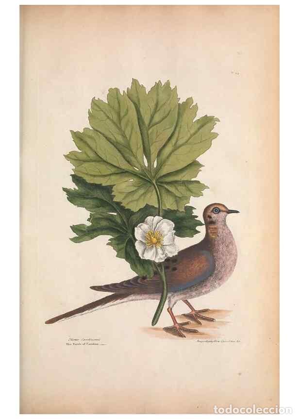 Coleccionismo de Revistas y Peri&oacute;dicos: Reproducci&oacute;n/Reproduction 49457092402: The natural history of Carolina, Florida, and the Bahama Isla