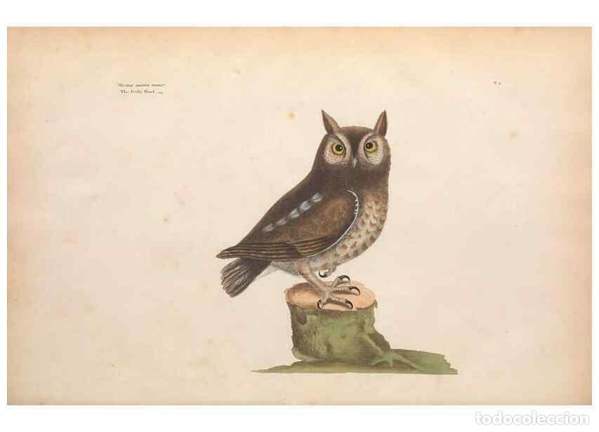 Coleccionismo de Revistas y Peri&oacute;dicos: Reproducci&oacute;n/Reproduction 49457086552: The natural history of Carolina, Florida, and the Bahama Isla