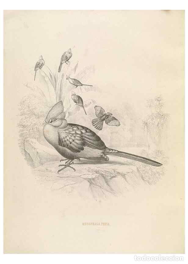 Coleccionismo de Revistas y Peri&oacute;dicos: Reproducci&oacute;n/Reproduction 49435693726: De toerako's, afgebeeld en beschreven door H. Schlegel onder