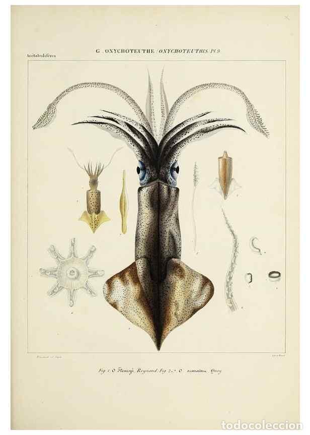 Coleccionismo de Revistas y Peri&oacute;dicos: Reproducci&oacute;n/Reproduction 49435171287: Histoire naturelle, g&eacute;n&eacute;rale et particuli&egrave;re des c&eacute;phalopodes