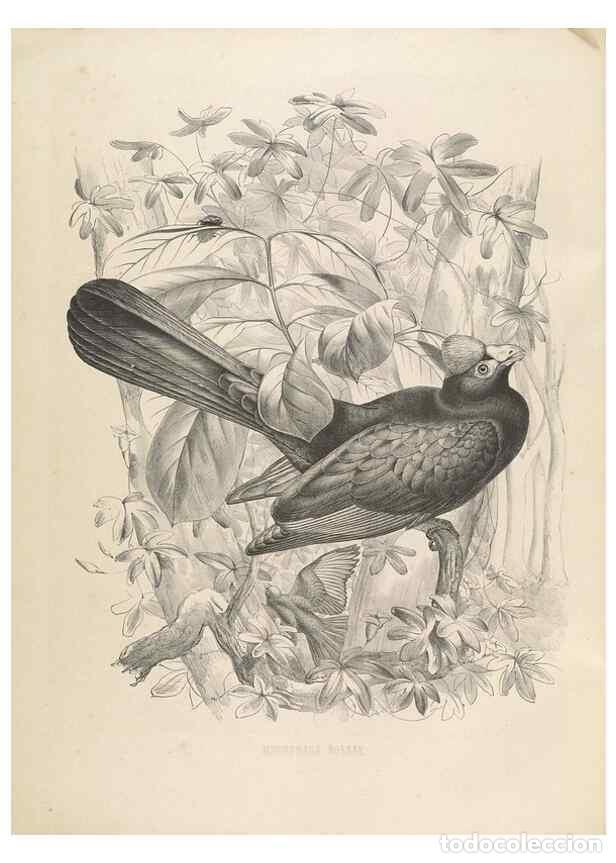 Collection Magazines and Newspapers: Reproducci&oacute;n/Reproduction 49435689741: De toerako's, afgebeeld en beschreven door H. Schlegel onder