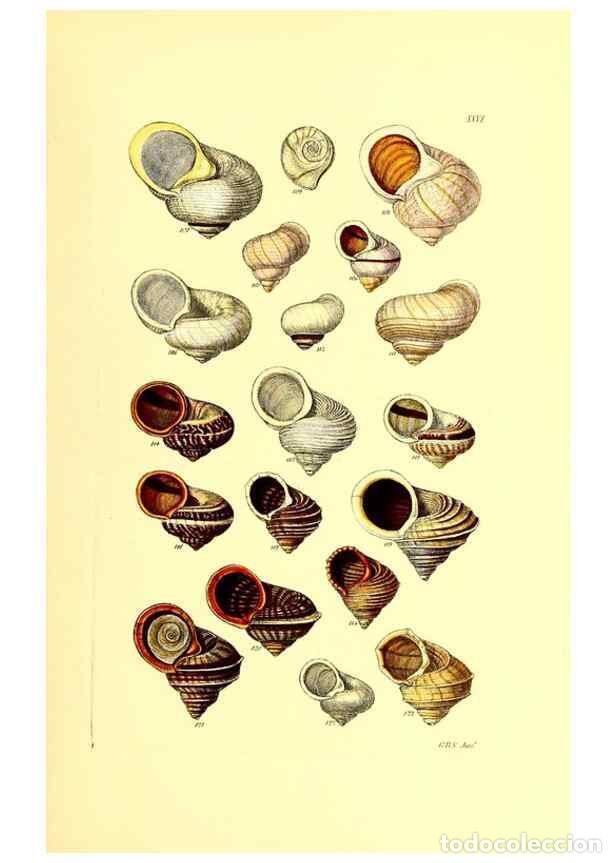 Collection Magazines and Newspapers: Reproducci&oacute;n/Reproduction 49491335048: Thesaurus conchyliorum, or, Monographs of genera of shells. L