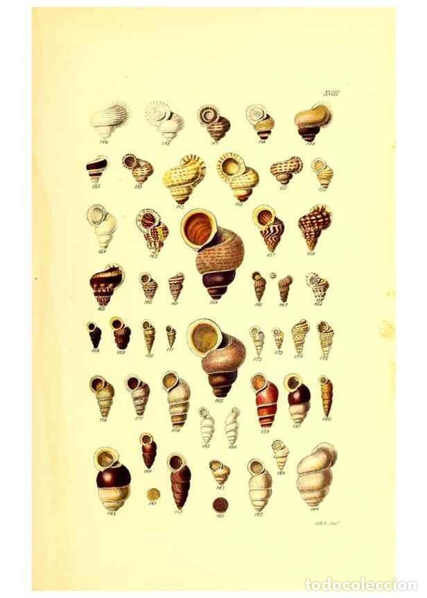 Collection Magazines and Newspapers: Reproducci&oacute;n/Reproduction 49491836931: Thesaurus conchyliorum, or, Monographs of genera of shells. L