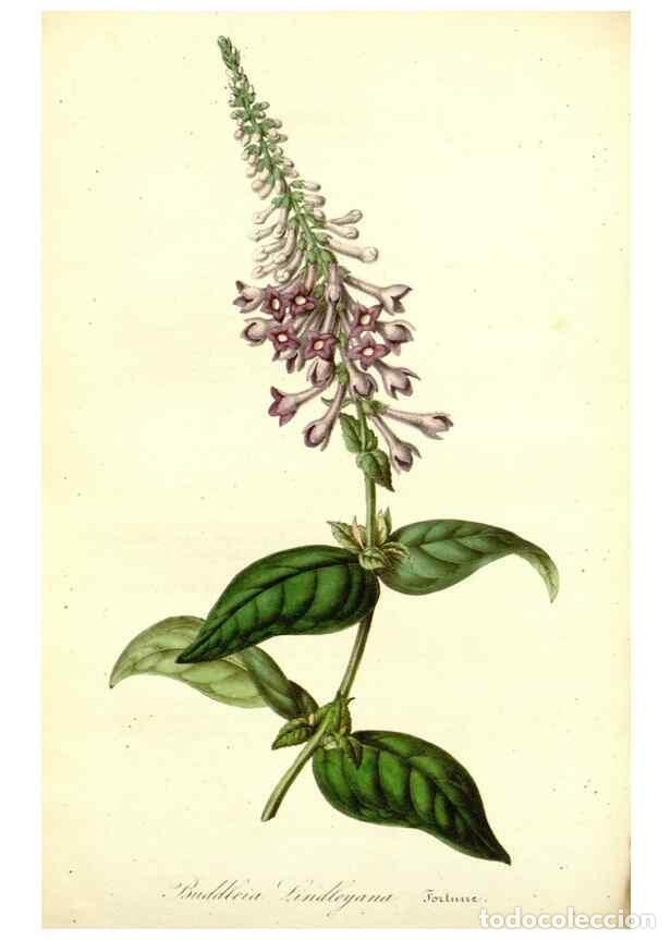 Collection Magazines and Newspapers: Reproducci&oacute;n/Reproduction 49492460627: Flore des serres et des jardins de l'Europe. A Gand :chez Lou