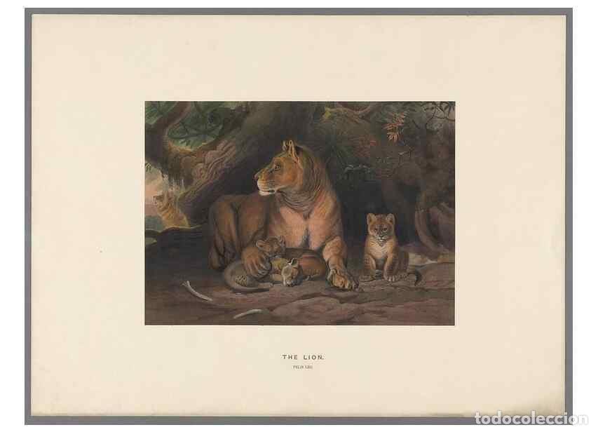 Coleccionismo de Revistas y Peri&oacute;dicos: Reproducci&oacute;n/Reproduction 49418601943: Zoological sketches /. London :Henry Graves,1861-1867.. - Wol