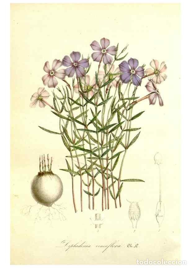 Coleccionismo de Revistas y Peri&oacute;dicos: Reproducci&oacute;n/Reproduction 49492465367: Flore des serres et des jardins de l'Europe. A Gand :chez Lou