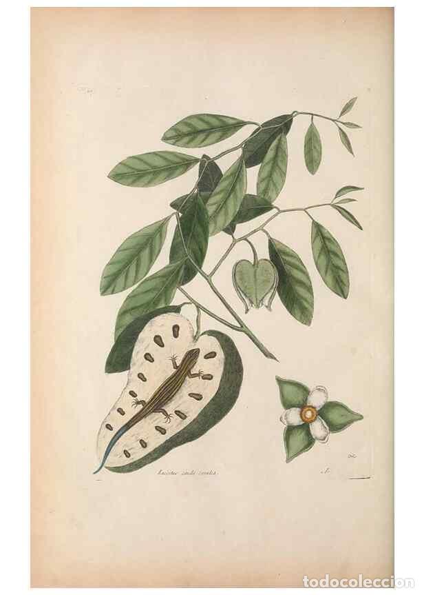 Coleccionismo de Revistas y Peri&oacute;dicos: Reproducci&oacute;n/Reproduction 49457191961: The natural history of Carolina, Florida, and the Bahama Isla