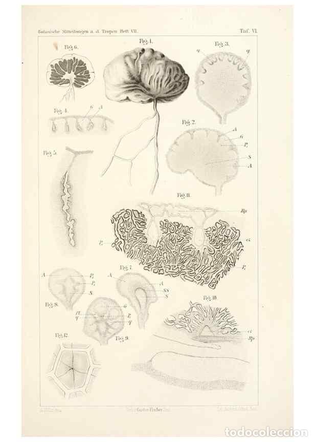Coleccionismo de Revistas y Peri&oacute;dicos: Reproducci&oacute;n/Reproduction 49459891891: Brasilische Pilzblumen.. Jena,G. Fischer,1895.. - M&ouml;ller, Alf