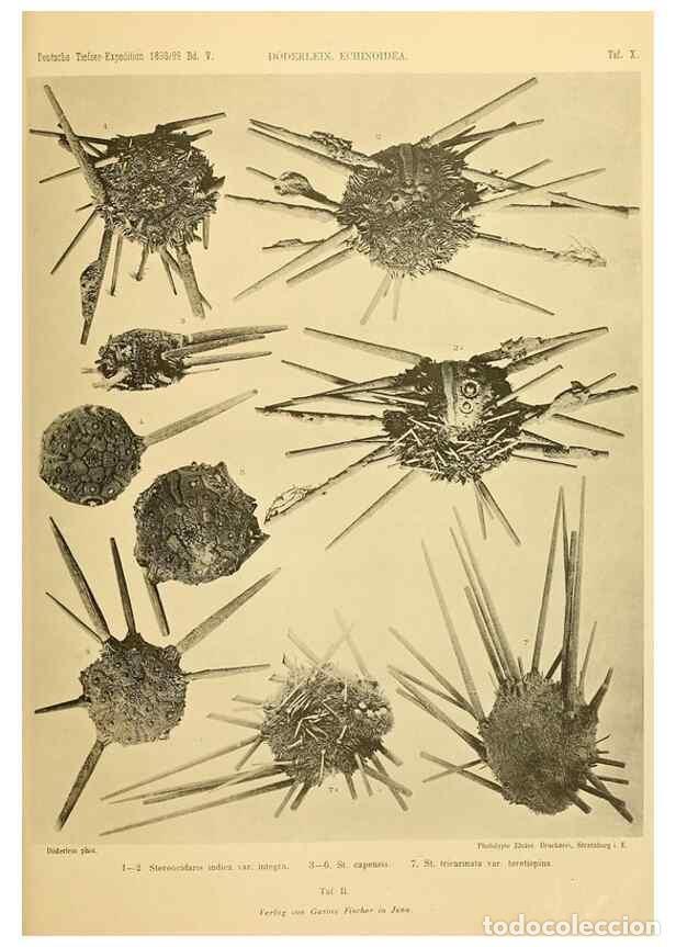 Collection Magazines and Newspapers: Reproducci&oacute;n/Reproduction 49484384163: Wissenschaftliche Ergebnisse der Deutschen Tiefsee-Expedition