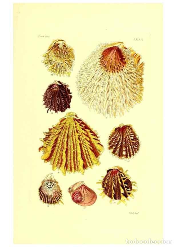 Collection Magazines and Newspapers: Reproducci&oacute;n/Reproduction 49491852401: Thesaurus conchyliorum, or, Monographs of genera of shells. L