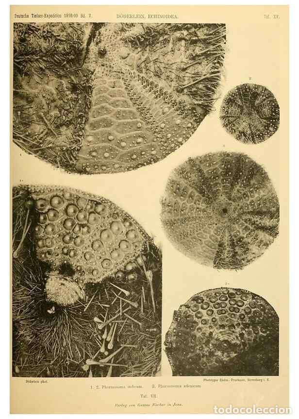 Collection Magazines and Newspapers: Reproducci&oacute;n/Reproduction 49484385928: Wissenschaftliche Ergebnisse der Deutschen Tiefsee-Expedition