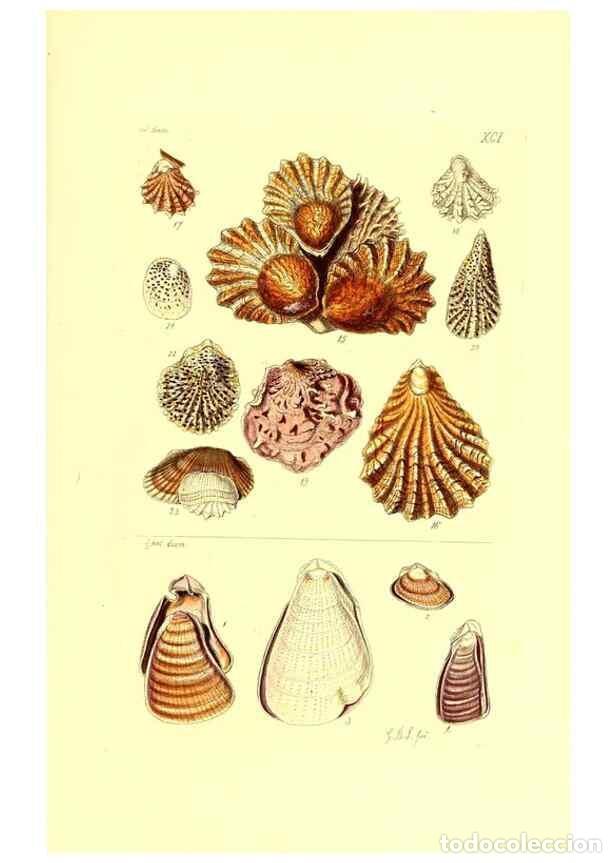 Collection Magazines and Newspapers: Reproducci&oacute;n/Reproduction 49492063597: Thesaurus conchyliorum, or, Monographs of genera of shells. L