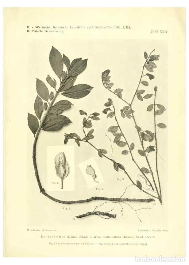 Collection Magazines and Newspapers: Reproducci&oacute;n/Reproduction 49487850427: Pteridophyta und Anthophyta /. Wien :K.K. Hof- und Staatsdruc