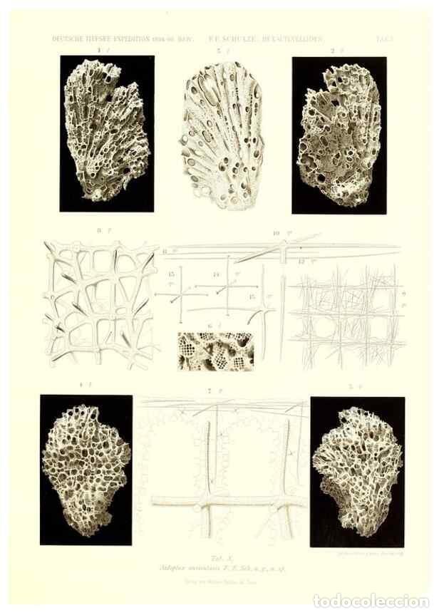 Sammeln von Zeitschriften und Zeitungen: Reproducci&oacute;n/Reproduction 49484945052: Wissenschaftliche Ergebnisse der Deutschen Tiefsee-Expedition