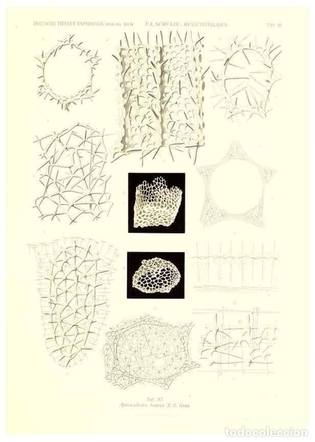 Sammeln von Zeitschriften und Zeitungen: Reproducci&oacute;n/Reproduction 49484945372: Wissenschaftliche Ergebnisse der Deutschen Tiefsee-Expedition