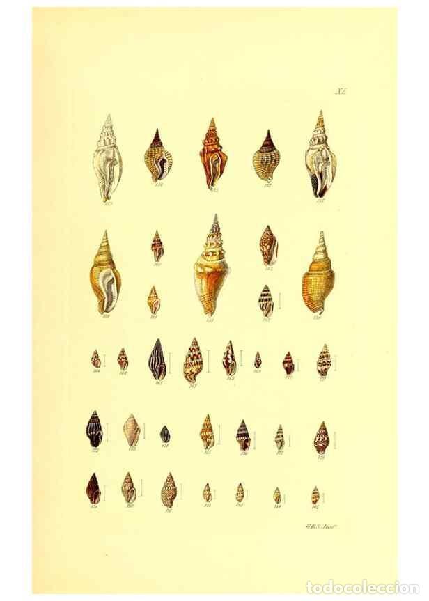 Sammeln von Zeitschriften und Zeitungen: Reproducci&oacute;n/Reproduction 49492051457: Thesaurus conchyliorum, or, Monographs of genera of shells. L