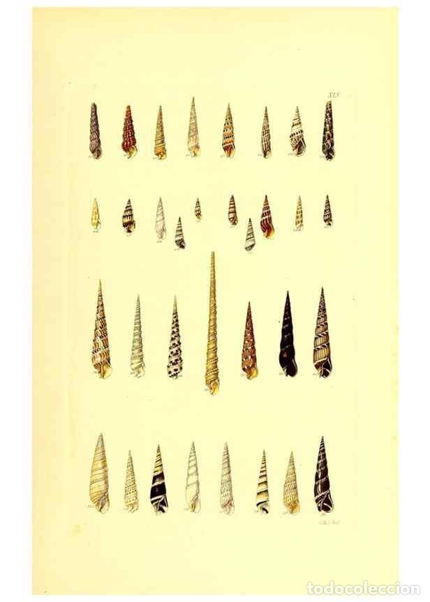 Sammeln von Zeitschriften und Zeitungen: Reproducci&oacute;n/Reproduction 49491340873: Thesaurus conchyliorum, or, Monographs of genera of shells. L