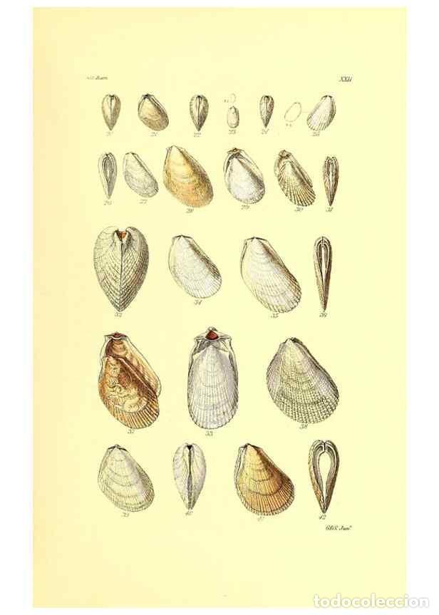 Sammeln von Zeitschriften und Zeitungen: Reproducci&oacute;n/Reproduction 49492045632: Thesaurus conchyliorum, or, Monographs of genera of shells. L