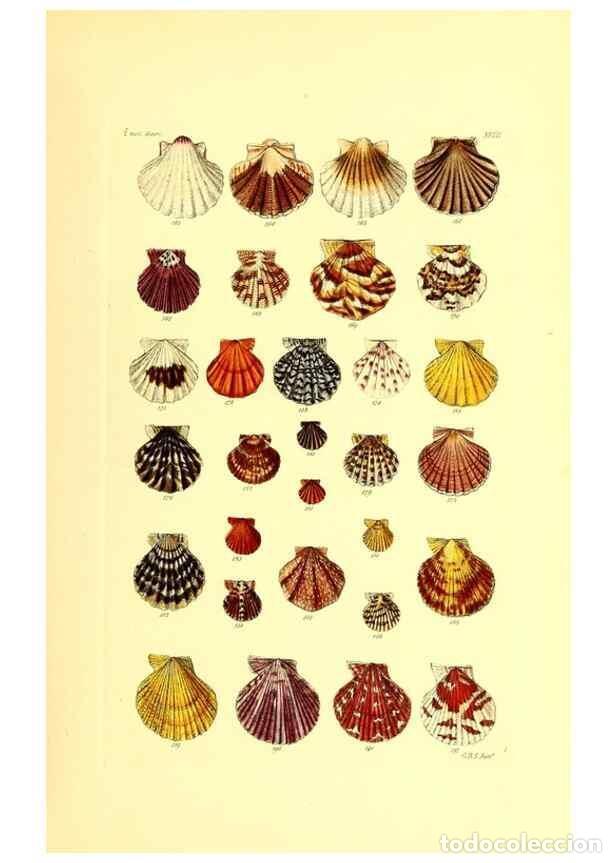 Sammeln von Zeitschriften und Zeitungen: Reproducci&oacute;n/Reproduction 49491834661: Thesaurus conchyliorum, or, Monographs of genera of shells. L