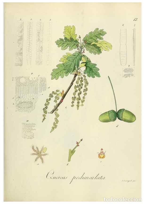 Sammeln von Zeitschriften und Zeitungen: Reproducci&oacute;n/Reproduction 49298884207: Vollst&auml;ndige Naturgeschichte der forstlichen Culturpflanzen D