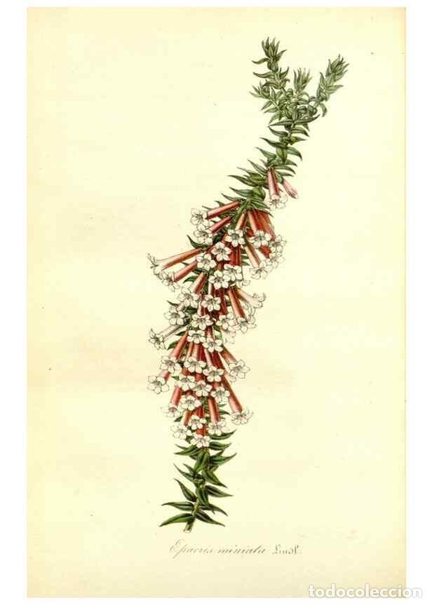 Sammeln von Zeitschriften und Zeitungen: Reproducci&oacute;n/Reproduction 49491753283: Flore des serres et des jardins de l'Europe. A Gand :chez Lou