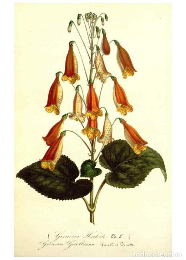 Sammeln von Zeitschriften und Zeitungen: Reproducci&oacute;n/Reproduction 49492457352: Flore des serres et des jardins de l'Europe. A Gand :chez Lou