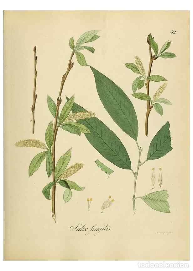 Sammeln von Zeitschriften und Zeitungen: Reproducci&oacute;n/Reproduction 49298687676: Vollst&auml;ndige Naturgeschichte der forstlichen Culturpflanzen D