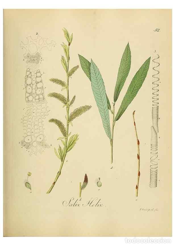 Sammeln von Zeitschriften und Zeitungen: Reproducci&oacute;n/Reproduction 49298689921: Vollst&auml;ndige Naturgeschichte der forstlichen Culturpflanzen D