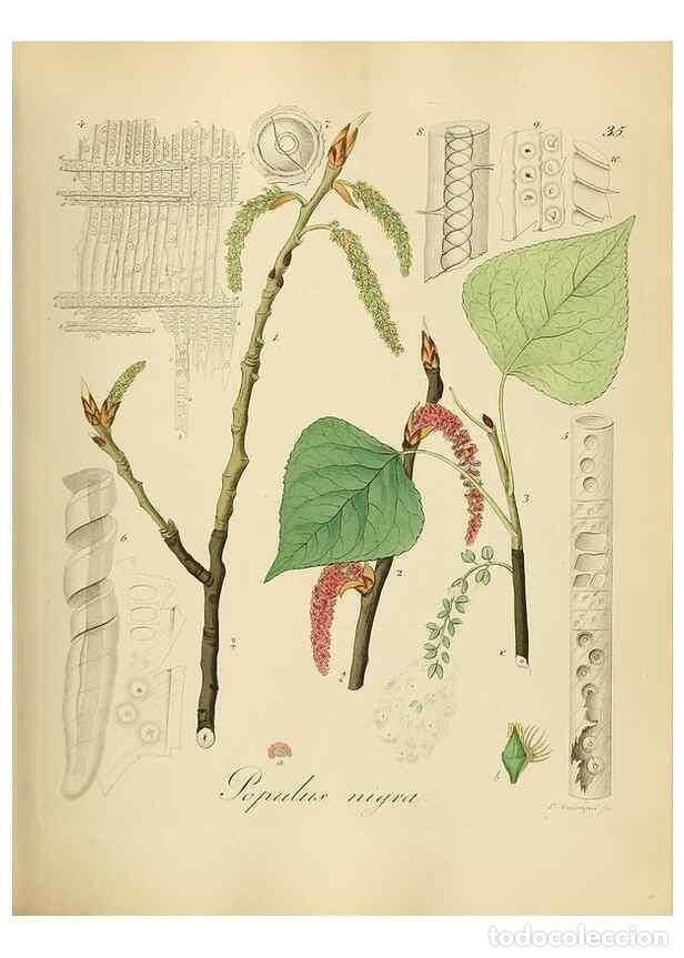 Sammeln von Zeitschriften und Zeitungen: Reproducci&oacute;n/Reproduction 49298686161: Vollst&auml;ndige Naturgeschichte der forstlichen Culturpflanzen D