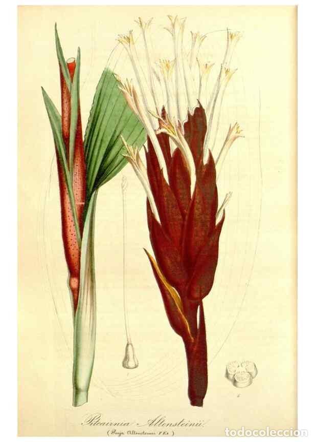 Sammeln von Zeitschriften und Zeitungen: Reproducci&oacute;n/Reproduction 49492469642: Flore des serres et des jardins de l'Europe. A Gand :chez Lou