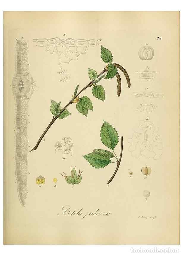 Sammeln von Zeitschriften und Zeitungen: Reproducci&oacute;n/Reproduction 49298684591: Vollst&auml;ndige Naturgeschichte der forstlichen Culturpflanzen D