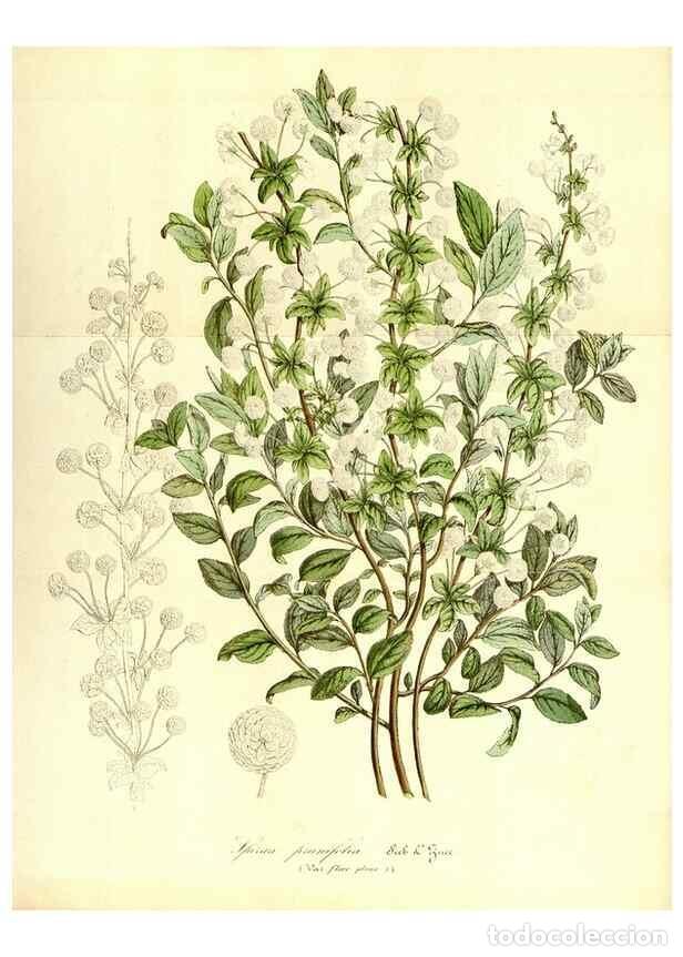 Sammeln von Zeitschriften und Zeitungen: Reproducci&oacute;n/Reproduction 49492260476: Flore des serres et des jardins de l'Europe. A Gand :chez Lou