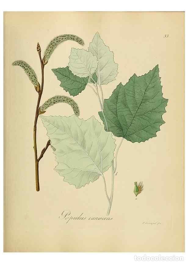 Sammeln von Zeitschriften und Zeitungen: Reproducci&oacute;n/Reproduction 49298685746: Vollst&auml;ndige Naturgeschichte der forstlichen Culturpflanzen D