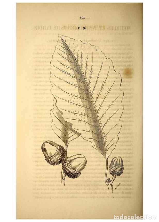 Sammeln von Zeitschriften und Zeitungen: Reproducci&oacute;n/Reproduction 49268888518: Belgique horticole.. Li&eacute;ge.. - Morren, Charles,