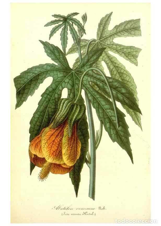 Sammeln von Zeitschriften und Zeitungen: Reproducci&oacute;n/Reproduction 49492455897: Flore des serres et des jardins de l'Europe. A Gand :chez Lou