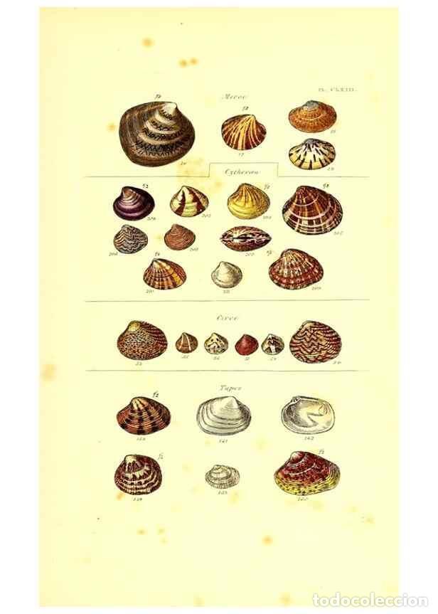 Sammeln von Zeitschriften und Zeitungen: Reproducci&oacute;n/Reproduction 49492140022: Thesaurus conchyliorum, or, Monographs of genera of shells. L