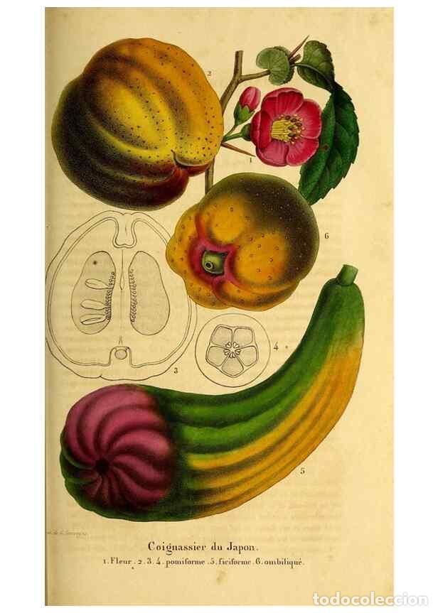 Sammeln von Zeitschriften und Zeitungen: Reproducci&oacute;n/Reproduction 49269342806: Belgique horticole.. Li&eacute;ge.. - Morren, Charles,