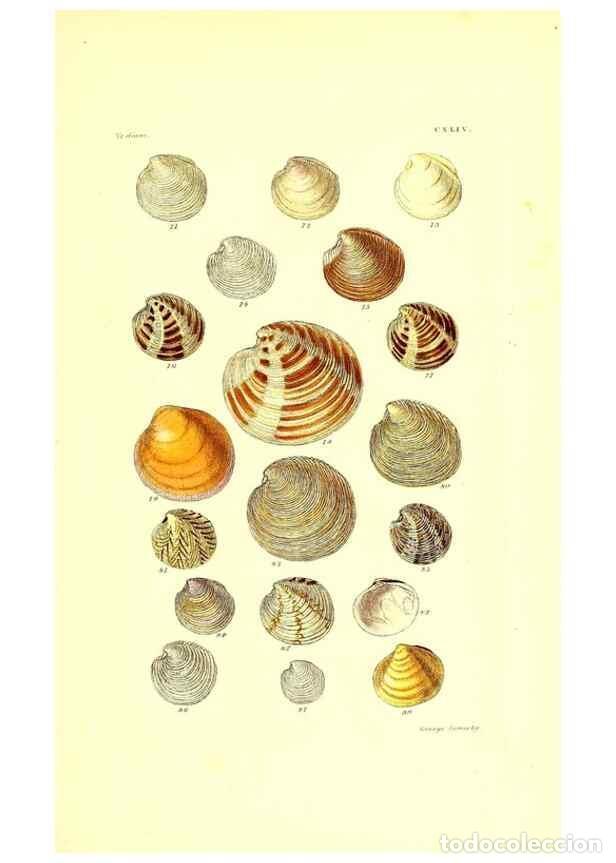 Sammeln von Zeitschriften und Zeitungen: Reproducci&oacute;n/Reproduction 49491424583: Thesaurus conchyliorum, or, Monographs of genera of shells. L