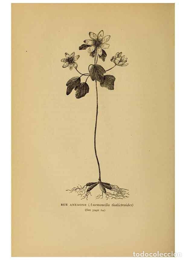 Sammeln von Zeitschriften und Zeitungen: Reproducci&oacute;n/Reproduction 49304395517: Harper's guide to wild flowers,. New York,Harper,1912.. - Cre