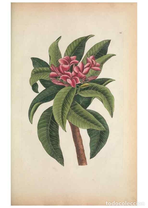 Sammeln von Zeitschriften und Zeitungen: Reproducci&oacute;n/Reproduction 49457432877: The natural history of Carolina, Florida, and the Bahama Isla