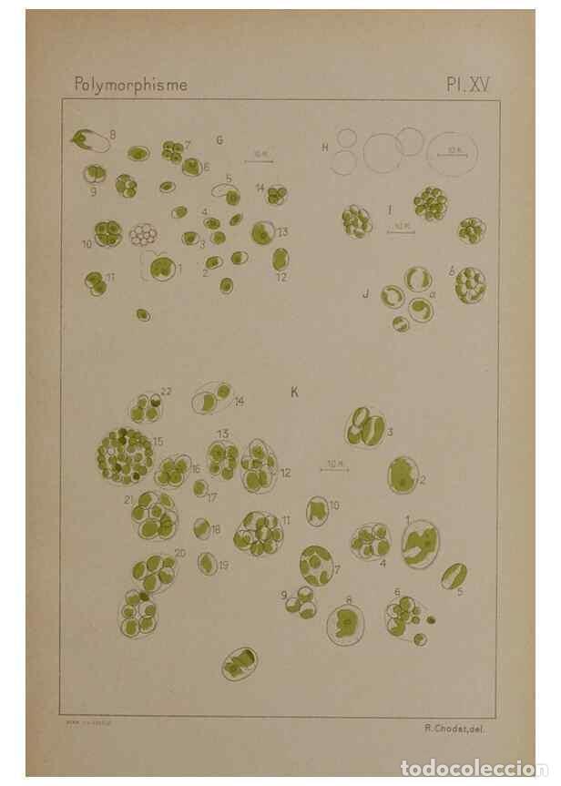 Sammeln von Zeitschriften und Zeitungen: Reproducci&oacute;n/Reproduction 49299112977: &Eacute;tude critique et exp&eacute;rimentale sur le polymorphisme des algu
