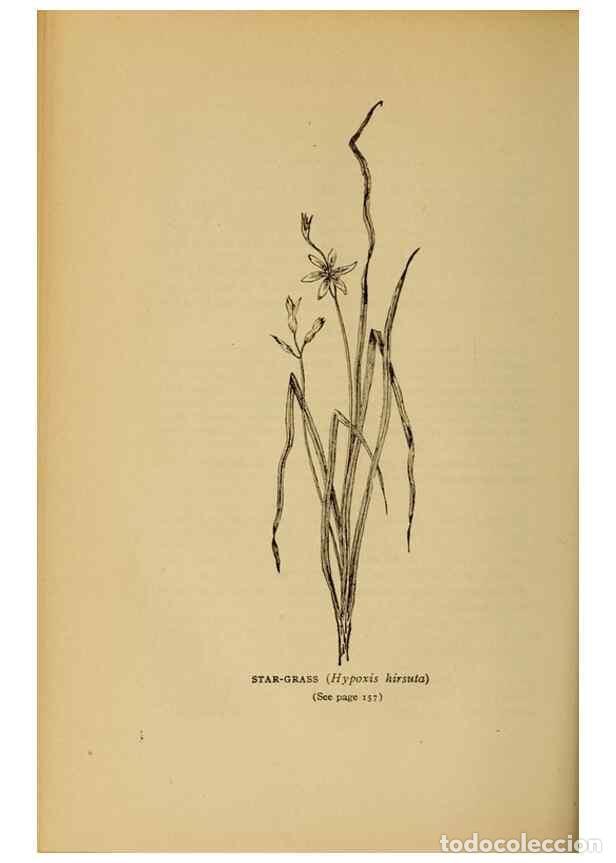 Sammeln von Zeitschriften und Zeitungen: Reproducci&oacute;n/Reproduction 49304193546: Harper's guide to wild flowers,. New York,Harper,1912.. - Cre