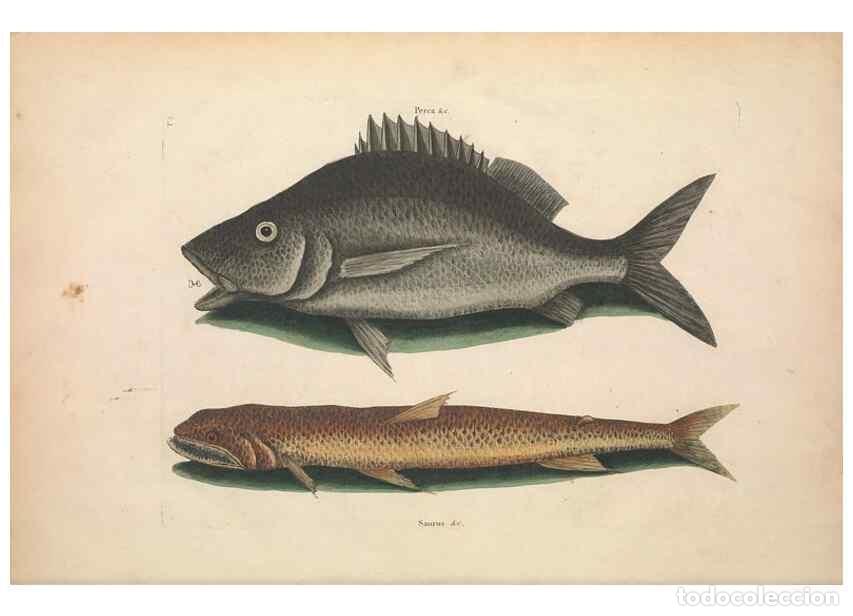 Collectionnisme de Revues et Journaux: Reproducci&oacute;n/Reproduction 49456701248: The natural history of Carolina, Florida, and the Bahama Isla