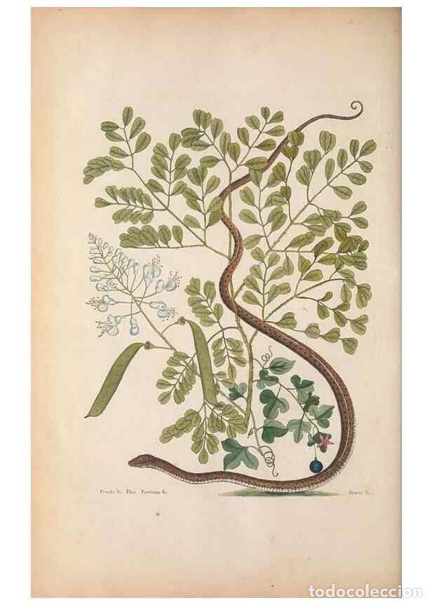 Collectionnisme de Revues et Journaux: Reproducci&oacute;n/Reproduction 49457420947: The natural history of Carolina, Florida, and the Bahama Isla